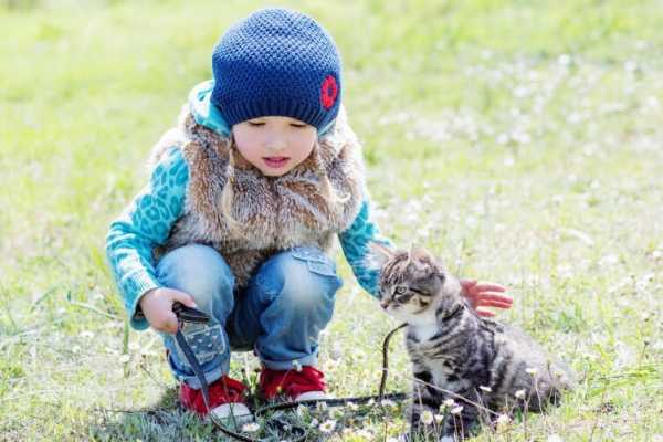 Как приучить кошку к поводку, чтобы брать ее с собою на прогулку