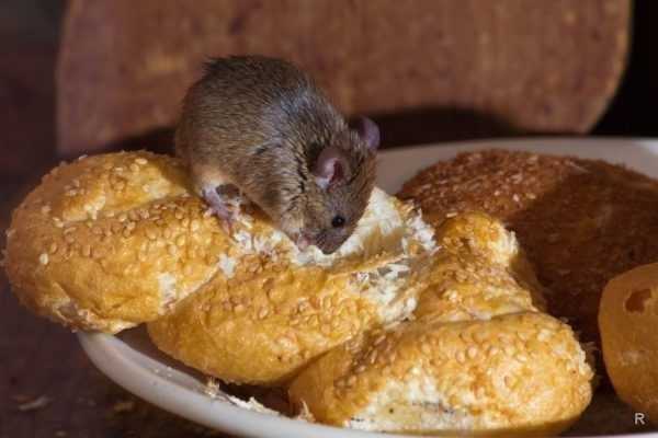 Какие продукты положить в мышеловку, чтобы мыши к ней бежали толпой