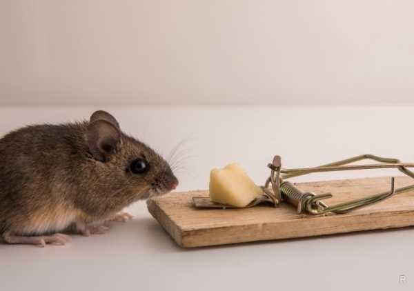Какие продукты положить в мышеловку, чтобы мыши к ней бежали толпой