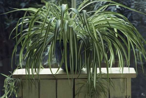 Пять комнатных растений, которые негативно влияют на здоровье человека