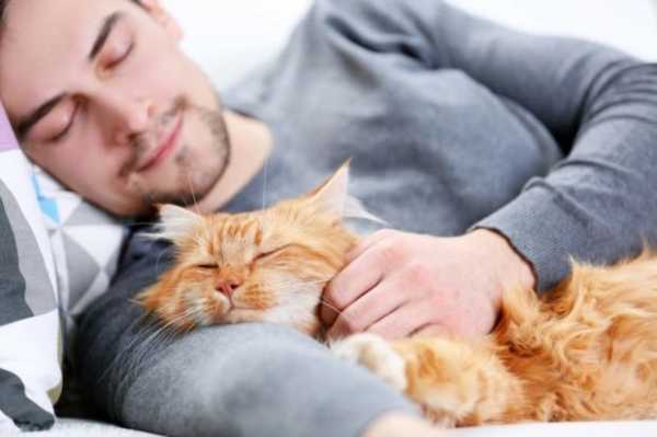 Почему спать с домашними животными опасно для здоровья человека