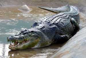История о том, как двухметровый крокодил на глазах у гольфистов расправился над баррамунди