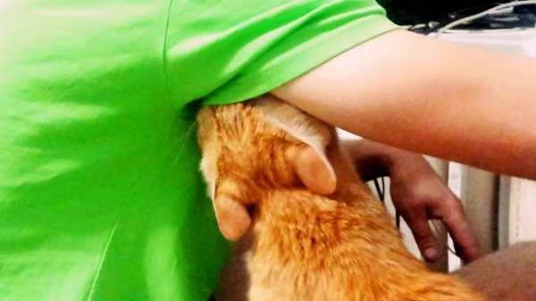 Почему котам нравится запах пота человека: что рассказали зоопсихологи