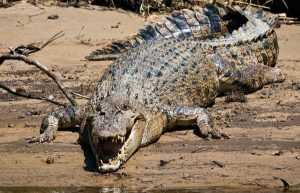 История о том, как двухметровый крокодил на глазах у гольфистов расправился над баррамунди