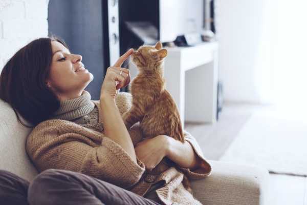 Коты обладают целебными свойствами и помогают при ряде болезней