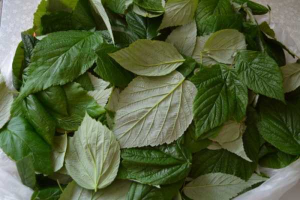 Когда лучше собирать листья смородины и малины для чая, чтобы получить ароматный напиток