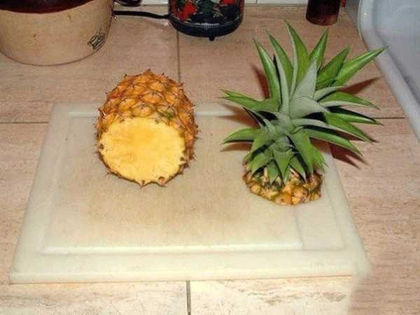 
        Выращиваем ананас в домашних условиях            