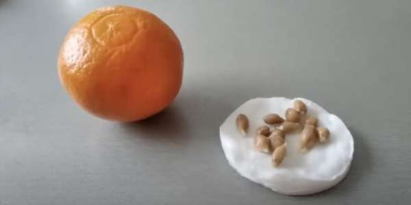 Как вырастить мандарин из косточки