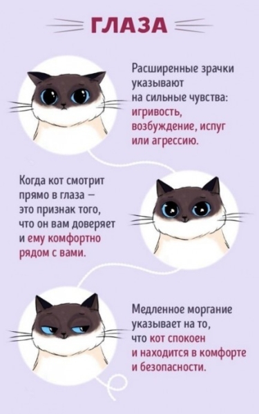 
        ​Язык котов            